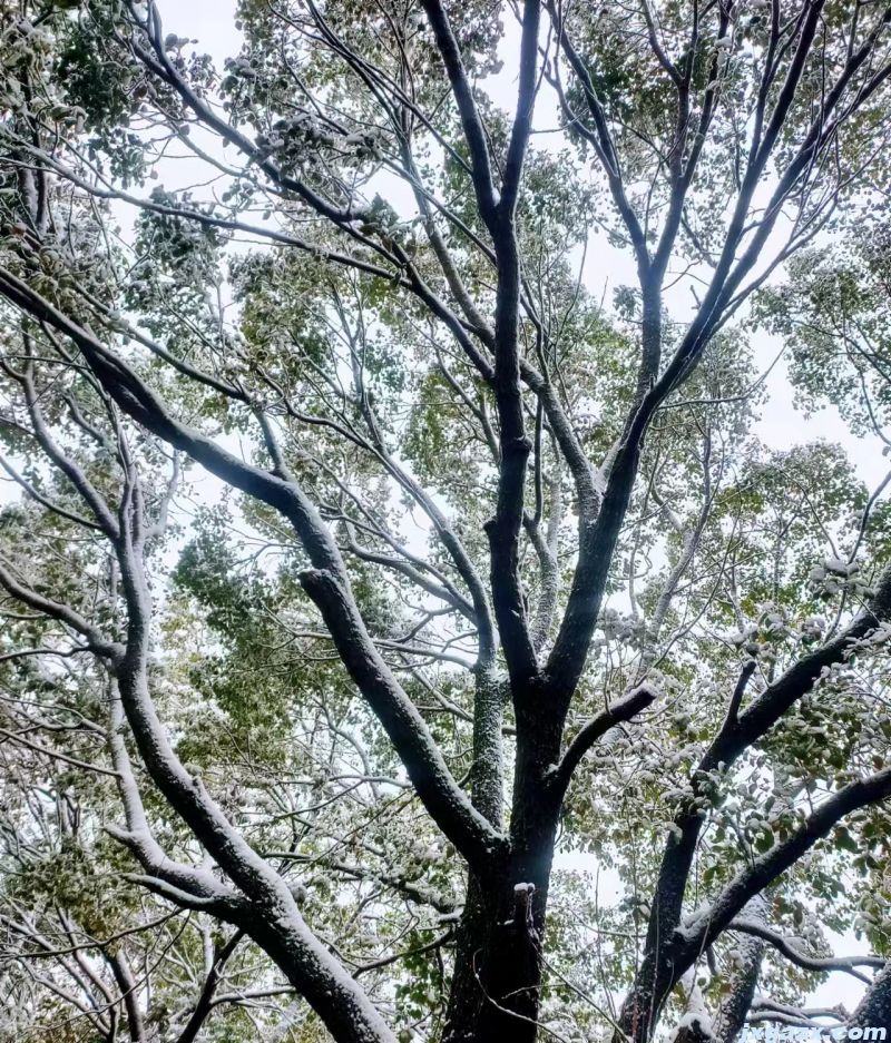 香港玄机网